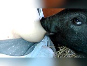 Unexpected breastfeeding with a pig