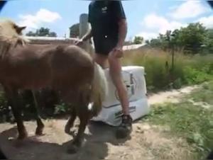 experiment bestiality horse
