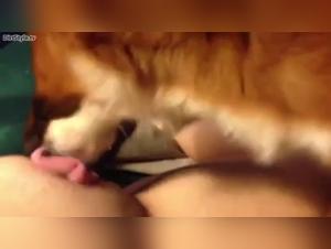 Adorable teen and her dog: a hardcore bestiality scene