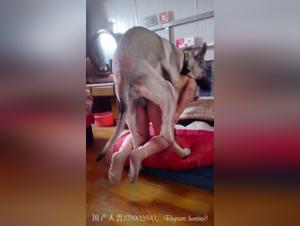 woman dog compilation