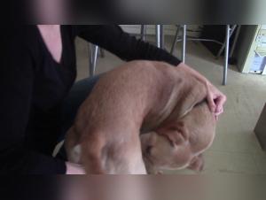 Bestiality: a woman and her dog in a shocking video