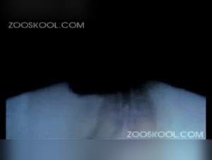 canine sex sounds zoo