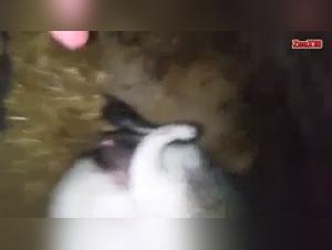 Videos de sexo bestial: mira escenas de sexo duro con animales