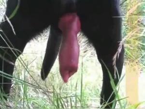 Black female dog with Huge Tail in Need of Pussy - Dog Sex Video