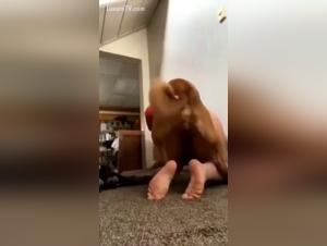 Dog Sex Videos - Extreme Bestiality