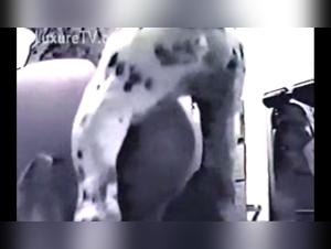 Ethik und Herausforderungen in Zooville