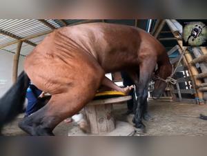 Sex Bestiality with Horse and Dog: Erotic Animal Video