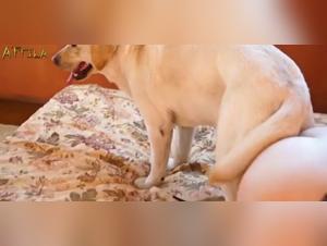 Woman and Dog - A Forbidden Encounter on Video