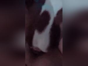 Exploring Beasteality: Canine Desires