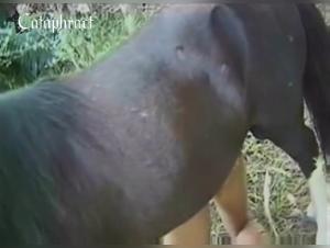 The Most Popular Zoophilia Porn Videos