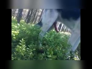 Sex video with a dog in the forest