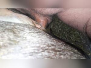 bestialzoo femme vache