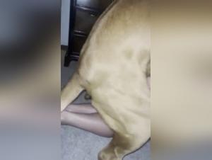 Woman submissive to her dog in an extreme zoophilia video