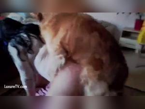 Exploring Forbidden Desires: Myzoowife