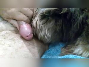 Dog sex video: a dog licks his master