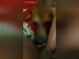 Unveiling the Dark Side: Animal Exploitation