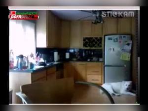 Bestiality with a teenager and her dog