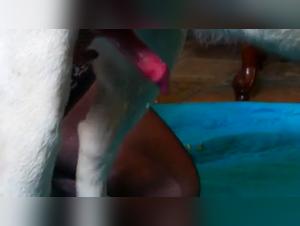 Bestial encounter: woman and dog