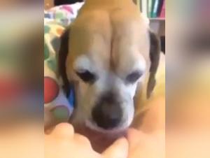 Teenage Girl and Her Dog: Shocking Bestiality Video