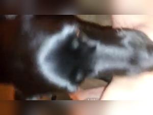 Bestial and intense encounter - Zoophilia video