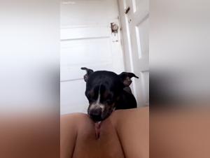 Animal Abuse : Unlooked Reality