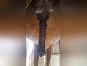 Forbidden Bestiality Explorations