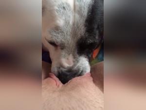 Dog licking a wet pussy: an intense zoophilia video