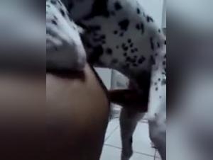Dog sex videos: our story