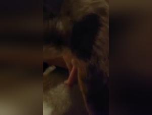 Forbidden Meeting: Woman and Dog