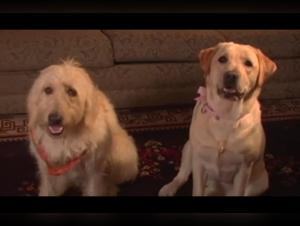 Sadie and her shocking adventure with a dog