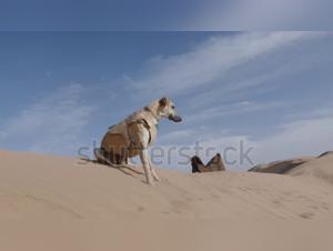 Intimate Encounters: The Sloughi in Essaouira