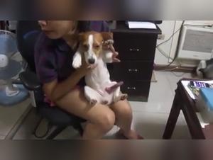 Hot Dog 20: An intense canine encounter on video