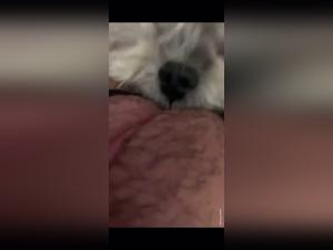 Perrito blanco en un video de zoofilia