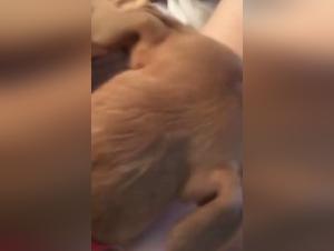 Mom and her dog in a zoophilia video