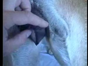 Bestiality: Man and female dog in an intimate relationship