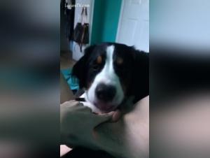 Sex with dog: a woman alone with her dog