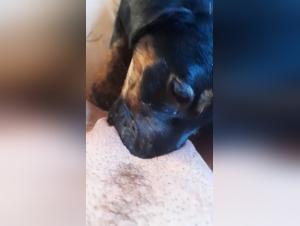 Dog licks deep in zoophilia video