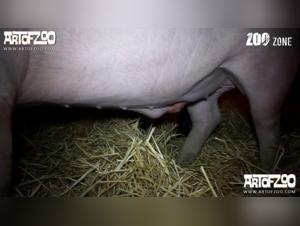 Beautiful blonde and dog in a zoophilia scene