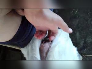 Bestiality: A Forbidden Love Story Between a Man and a Goat