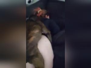 Unfaithful wife and her dog