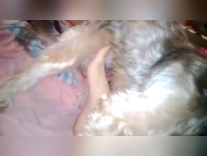 Dog and foot fetish videos