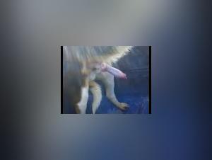 Zoophilia: A Woman and Her Dog