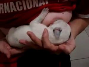 Woman Breastfeeding a Puppy: A Forbidden and Sensual Experience