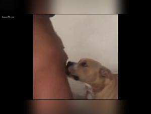 zootubex animalpornrocks