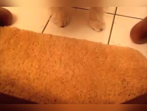 Video of Sex with a Dog