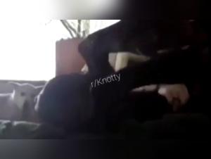 Woman and dogs: an intimate relationship