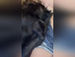 big puppy eating beastiality