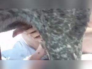 Outdoor zoophilia: a beastly and extreme experience