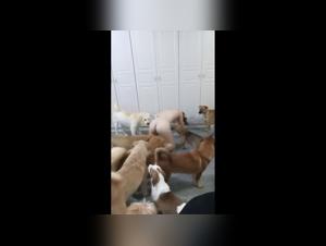 Asian Girl's Intense Dog Gangbang Experience