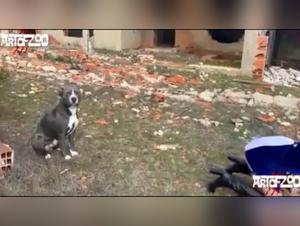 Bestiality Video: Ramona and Her Canine Companion